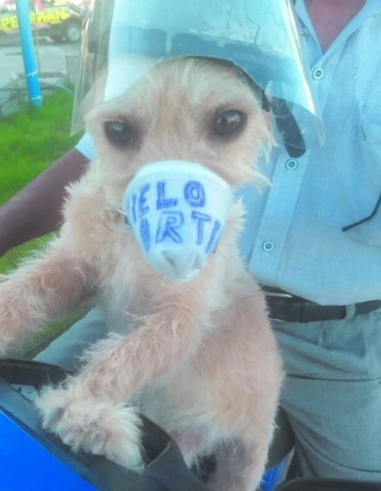 Un cane con un casco e una mascherina speciali