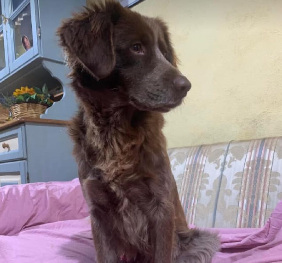 cagnolino pelo semilungo