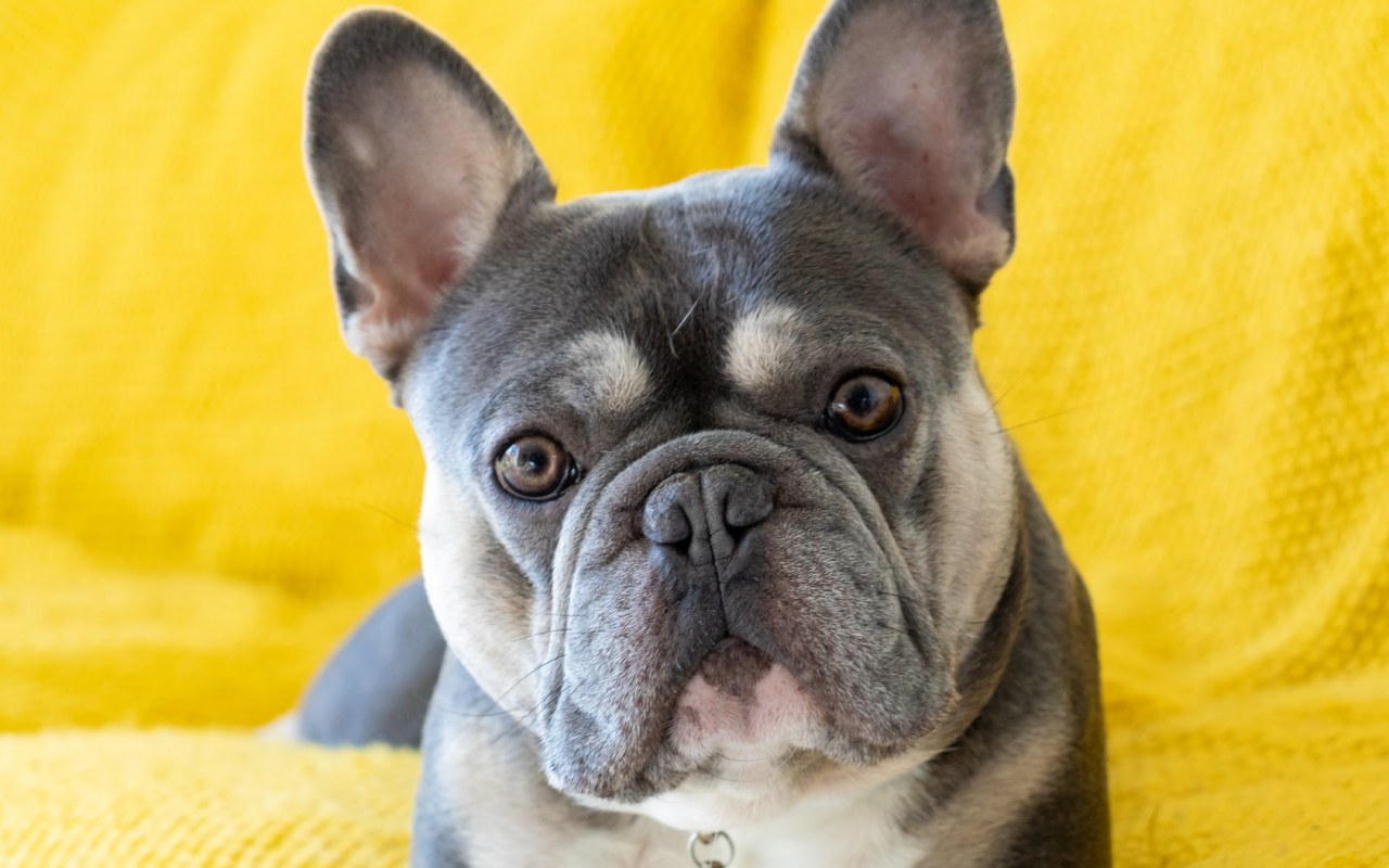 cagnolino con le orecchie grandi