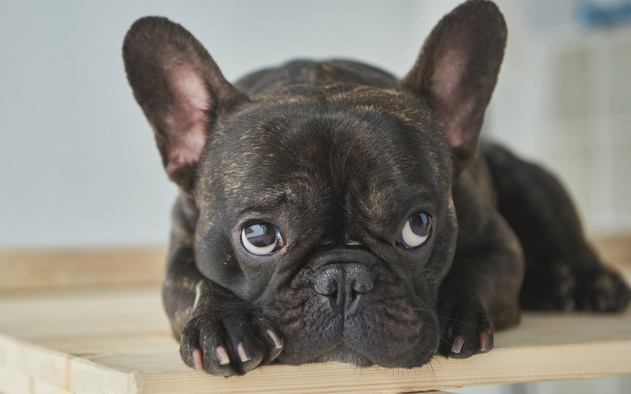 cagnolino con lo sguardo colpevole