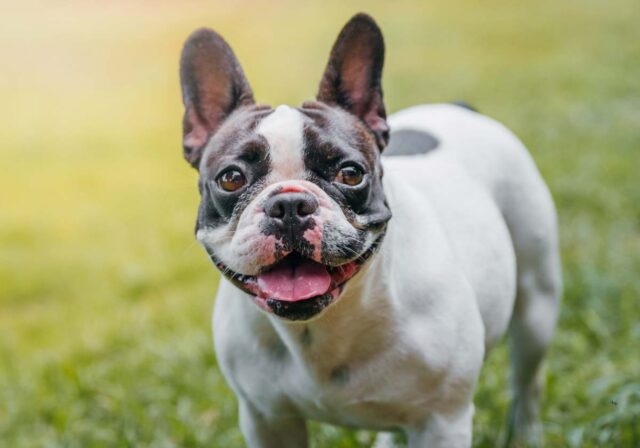 Come pulire le orecchie di un Bulldog Francese: una guida