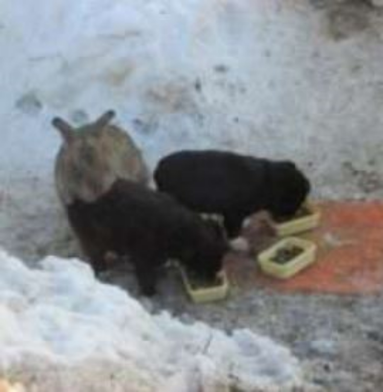 Un coniglio con dei cuccioli di cane tra la neve