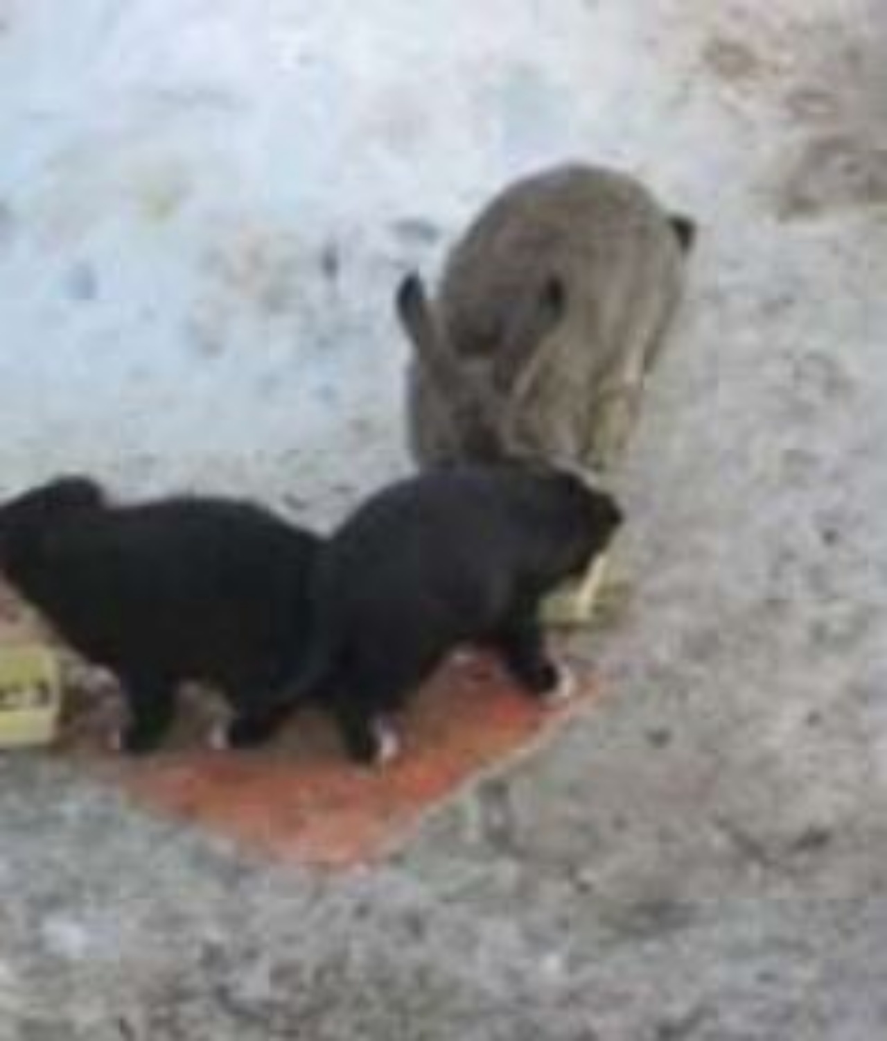 Un coniglio con dei cuccioli di cane
