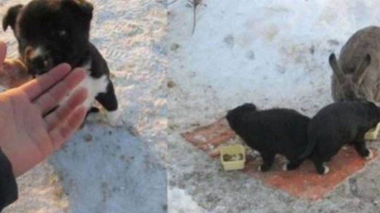 Cuccioli di cane con un coniglio