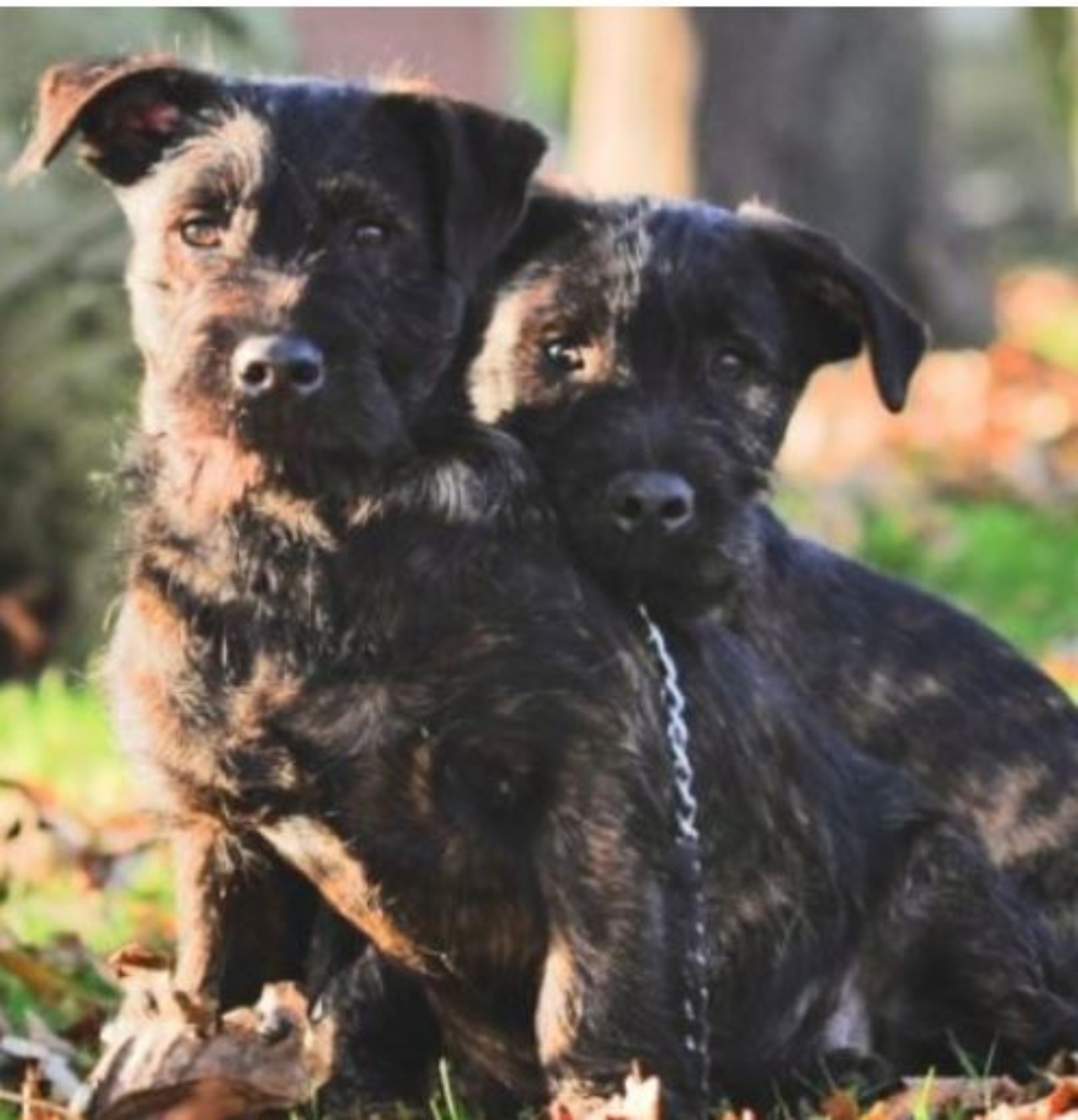 due cagnolini al guinzaglio