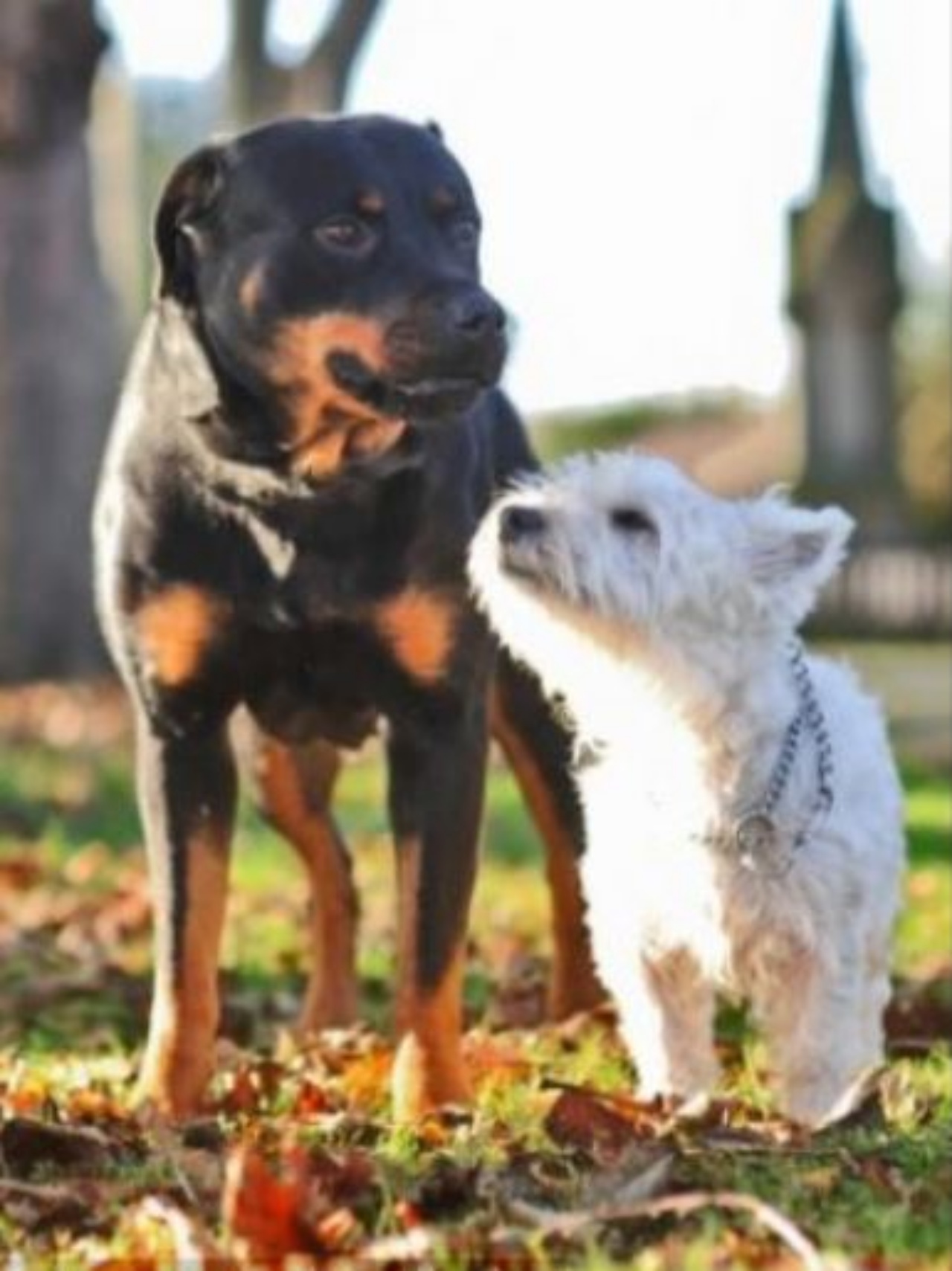 due cani al parco insieme