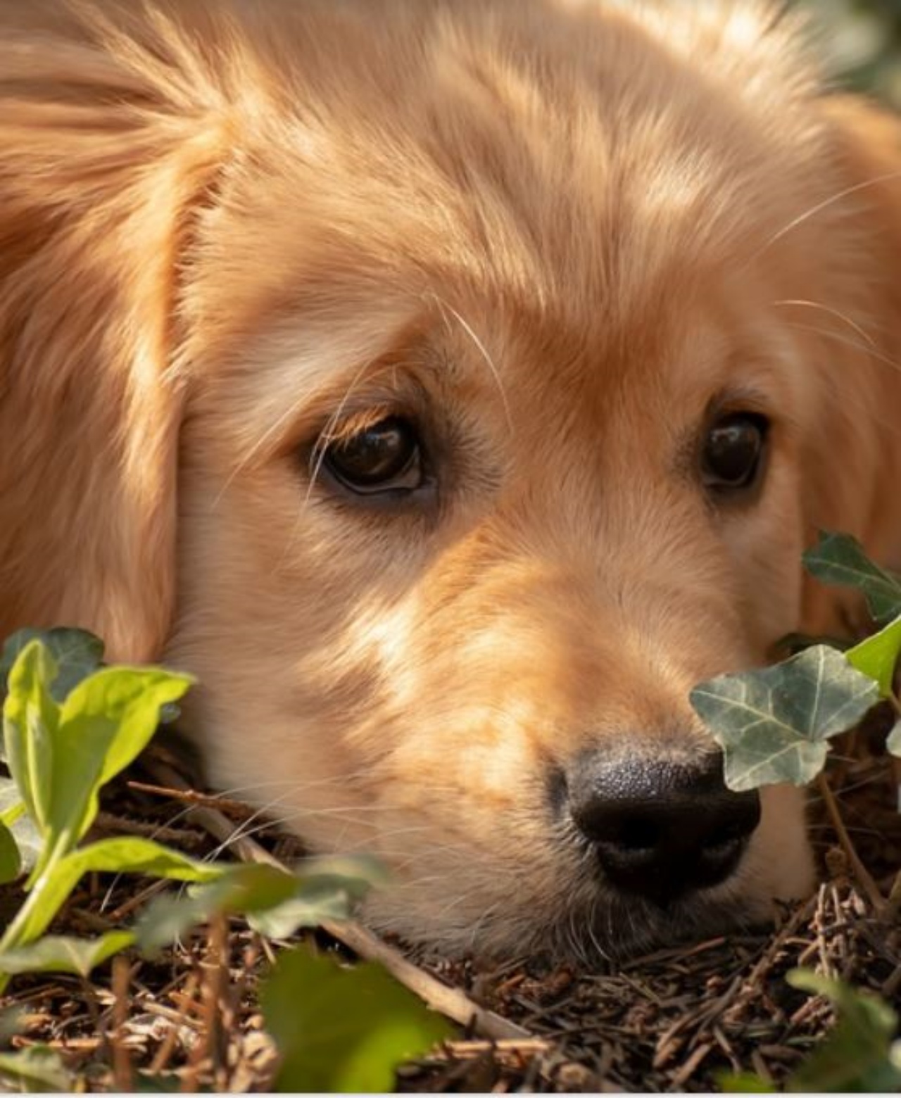 Lo sguardo di un cagnolino