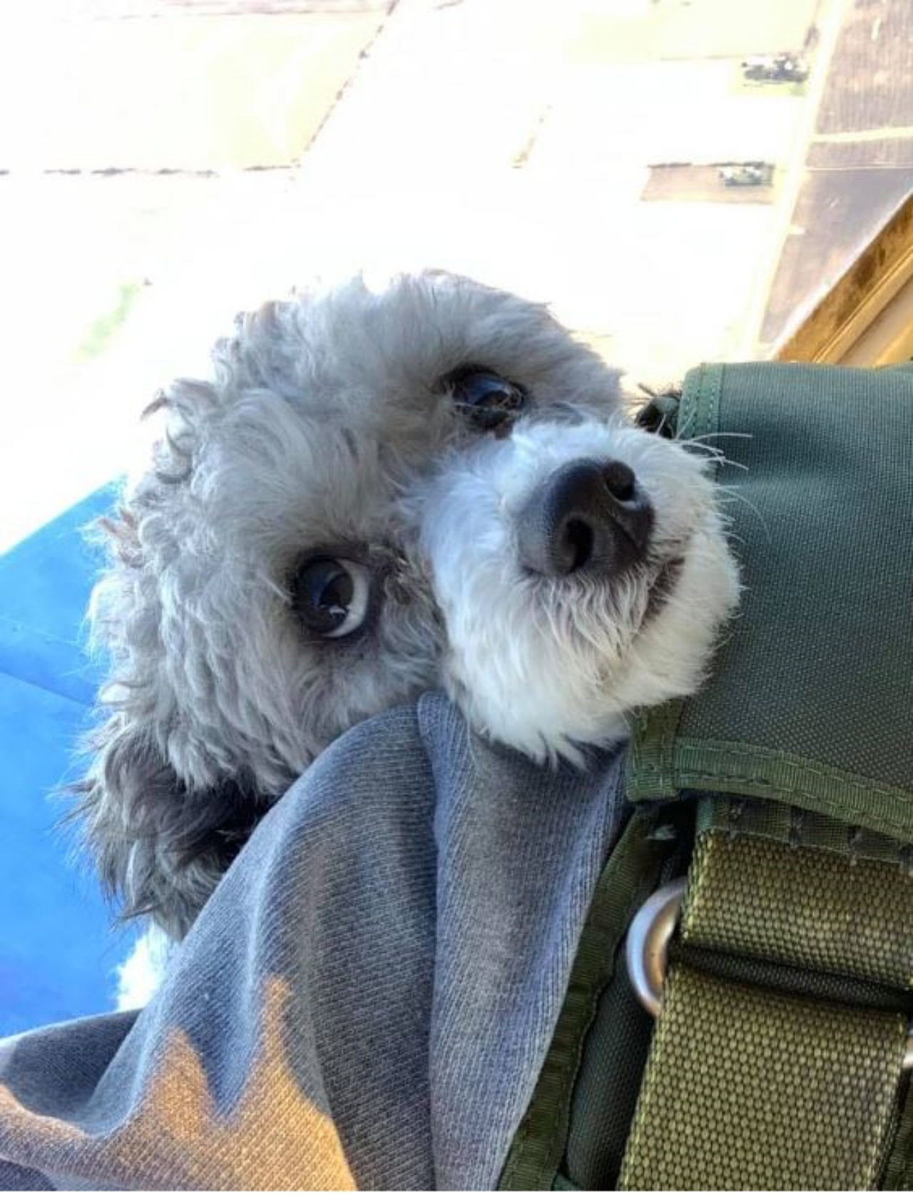 Un cane dal pelo grigio