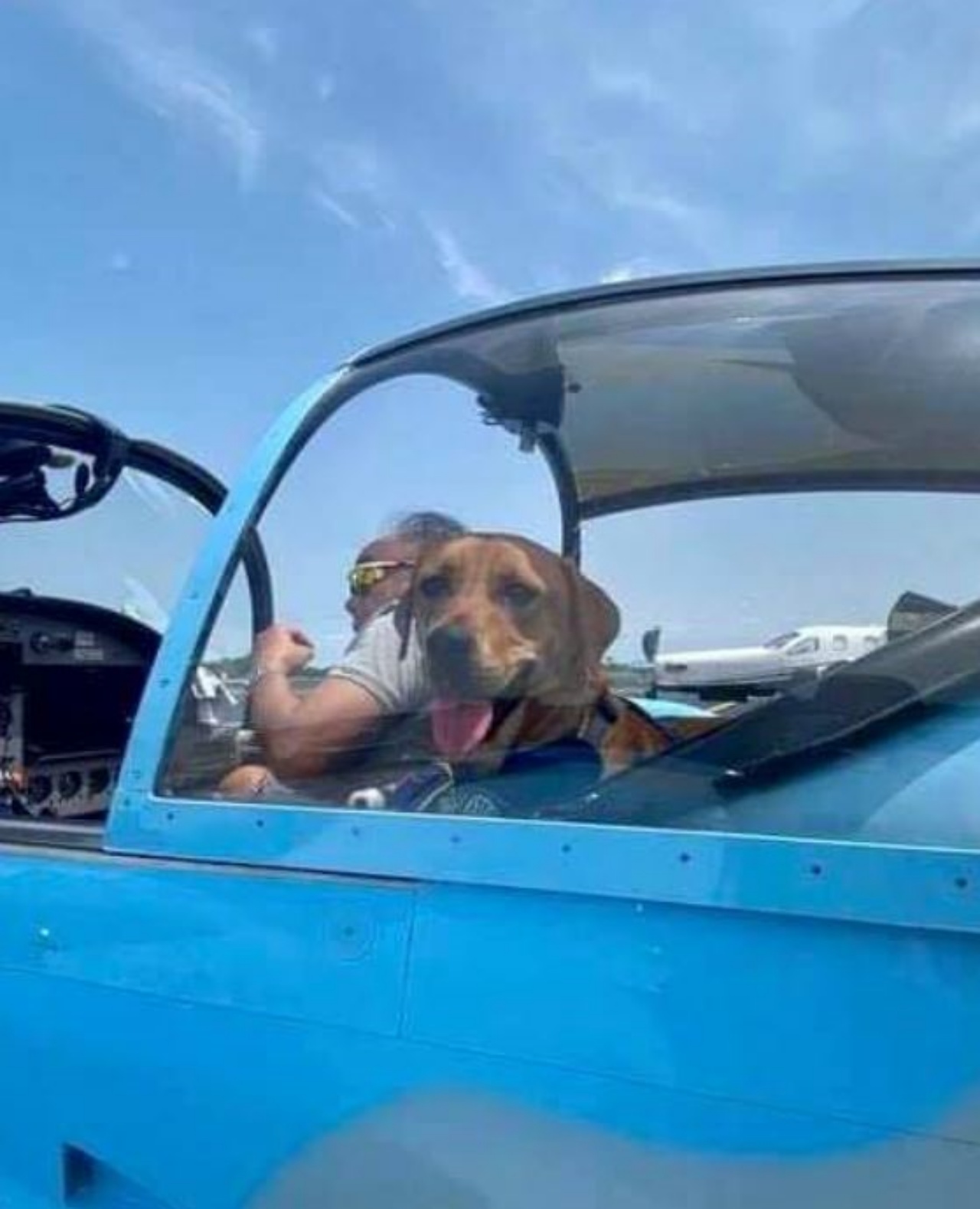 Un cane sull'aereo di David Tan