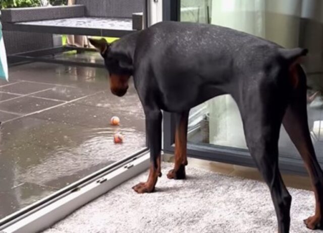Dobermann vs pioggia: il cane non vuole bagnarsi ma il suo gioco preferito è fuori sotto al diluvio (VIDEO)