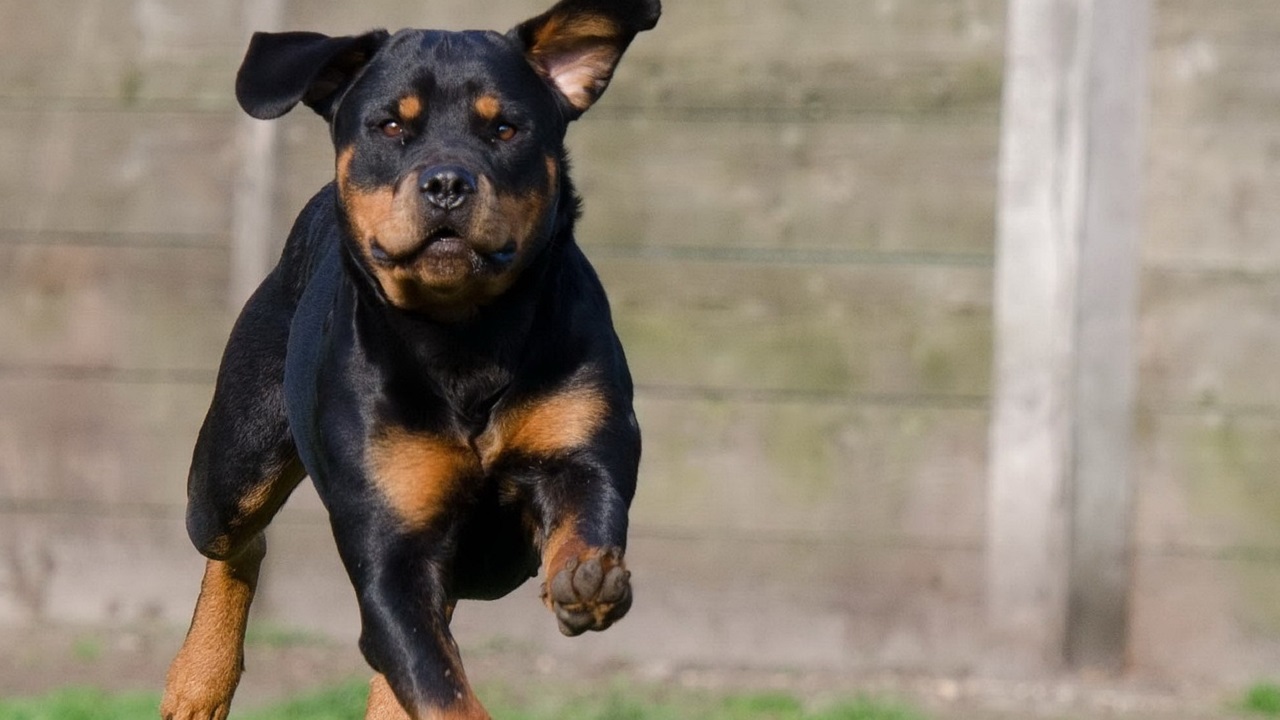 Cane Rottweiler corre in strada