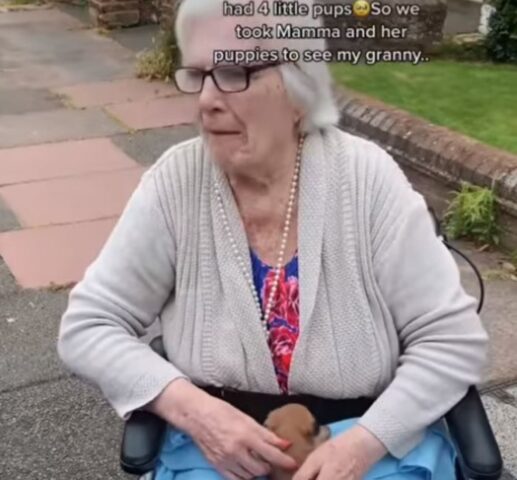 donna anziana in sedia a rotelle con cucciolo in braccio