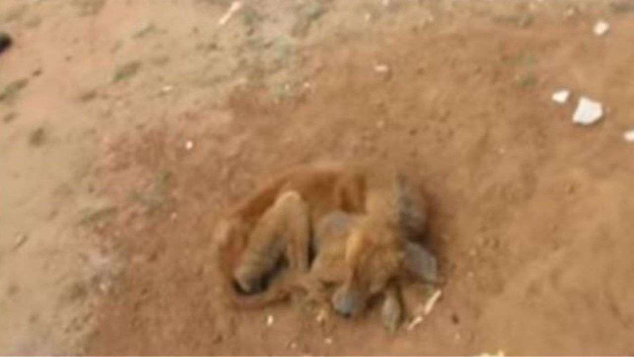 Un cane che si trova in condizioni disperate