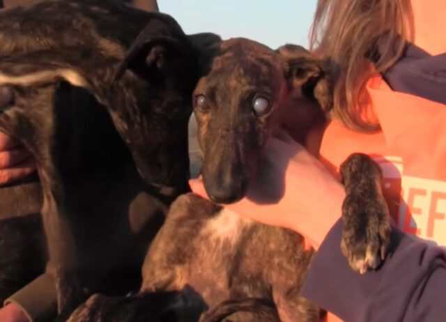 Abbandonano due cani e una dei due diventa cieca: il fratellino le farà da guida per sempre (VIDEO)