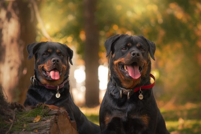 Due cani di razza Rottweiler