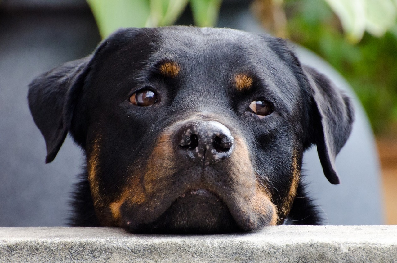 Cane Rottweiler dal muso triste