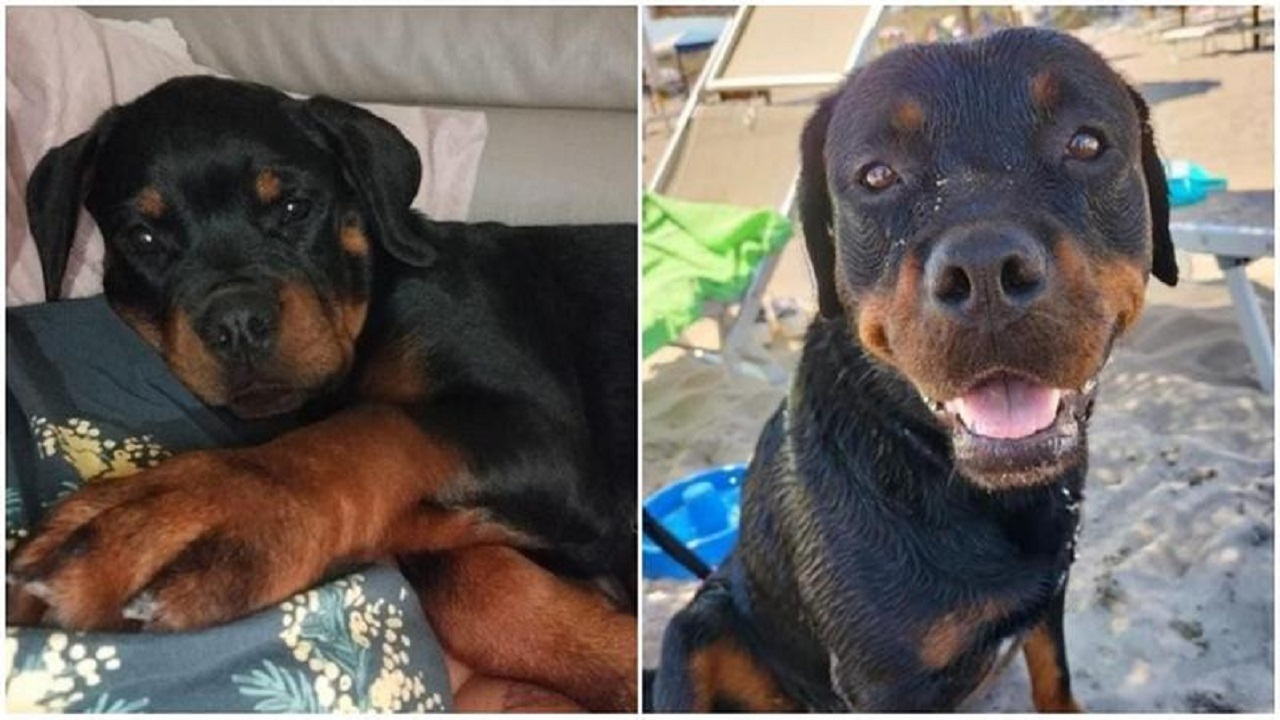 Due cuccioli di Rottweiler