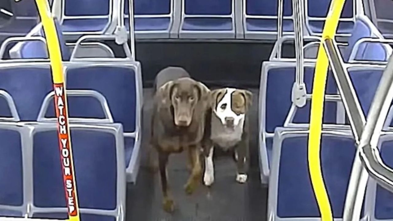 cani sul bus