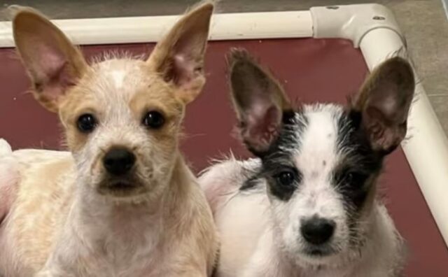 Due fratellini pelosi e il loro amore: questi cuccioli di cane si tengono la zampa per confortarsi