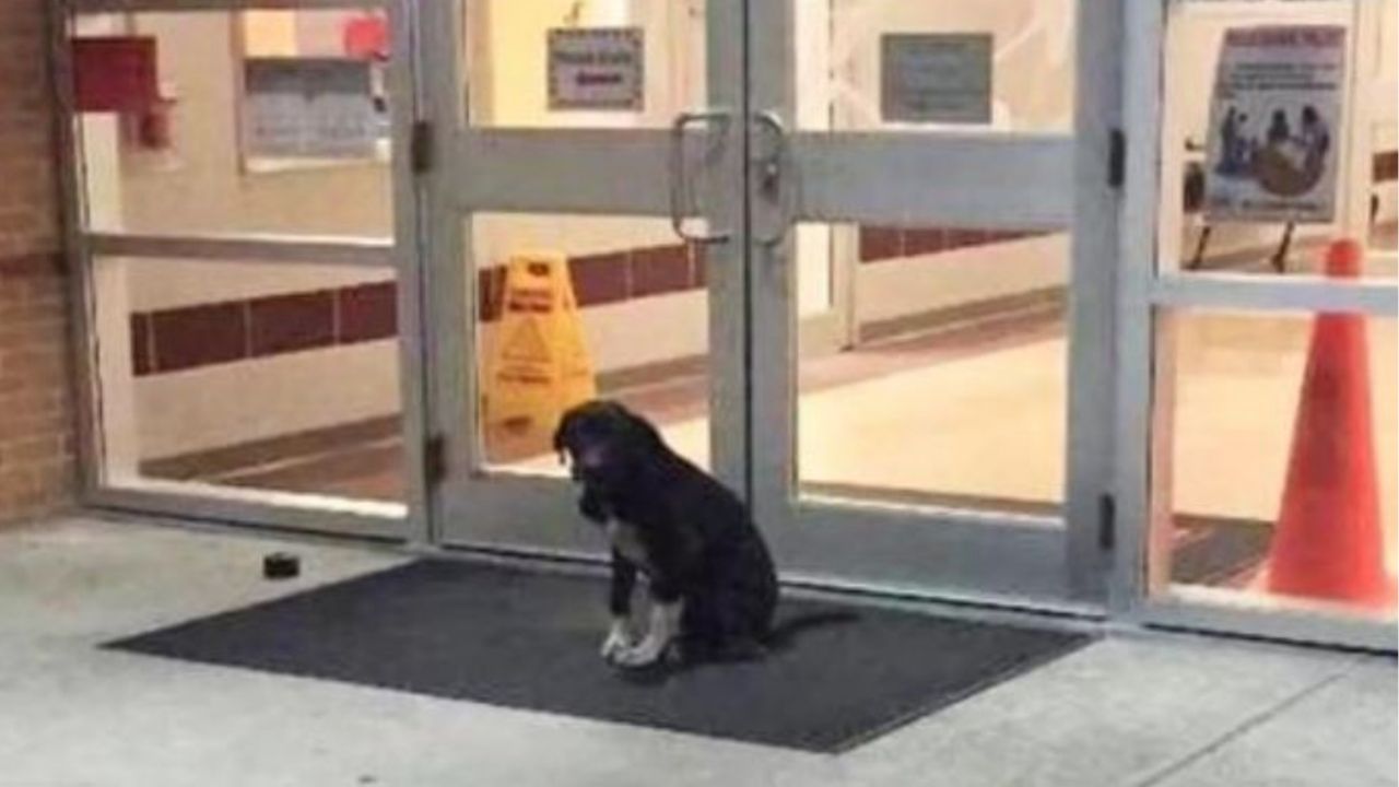 un cane seduto di fronte ad una scuola