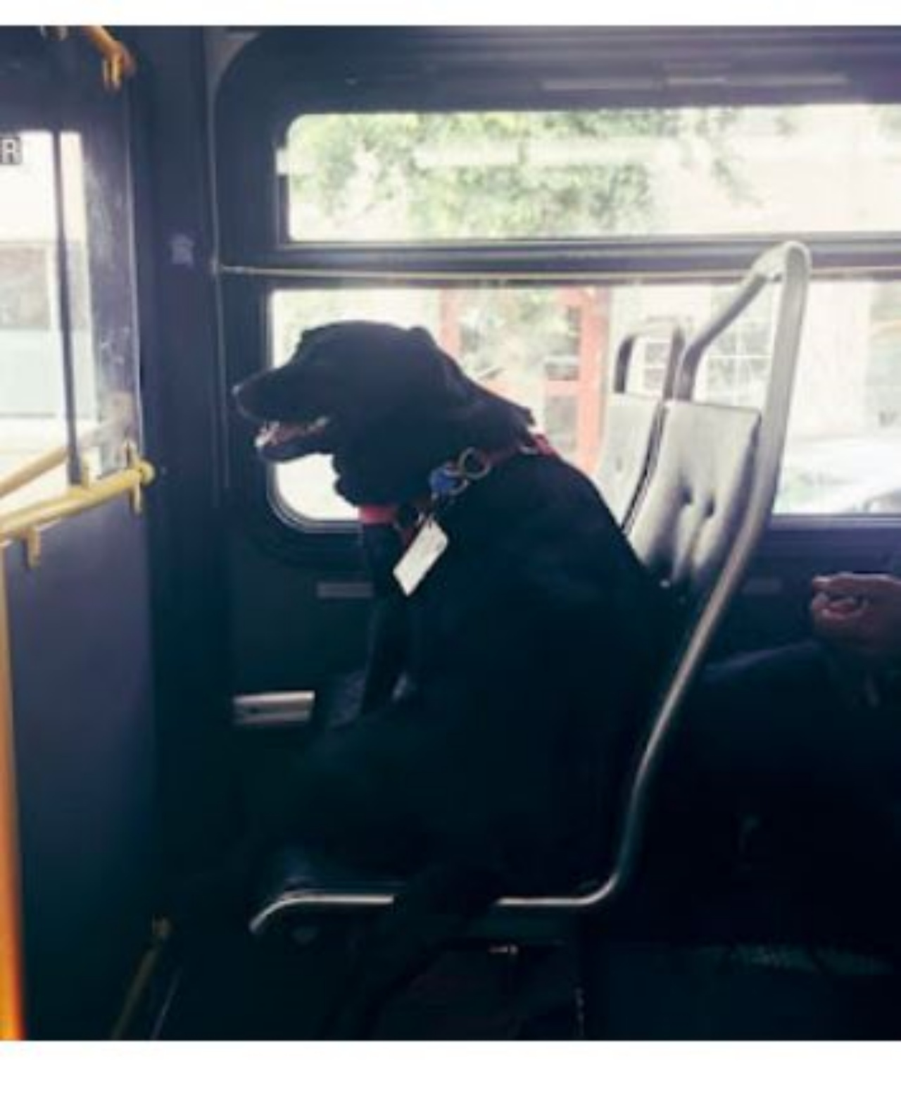 Un cane di nome Eclipse sull'autobus