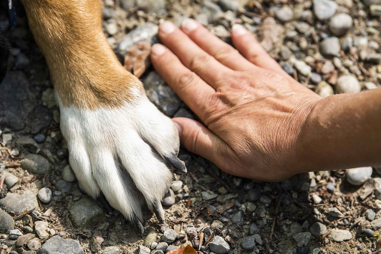 zampa del cane