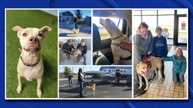 Famiglia ritrova il cane 5 anni dopo averlo perso durante una tempesta