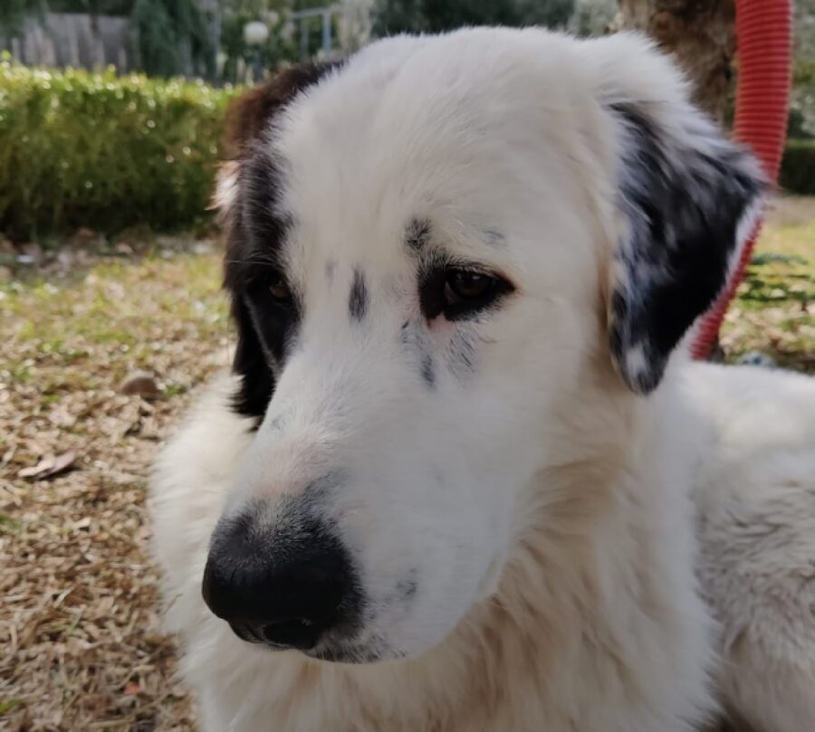 cane orecchio macchiato di nero