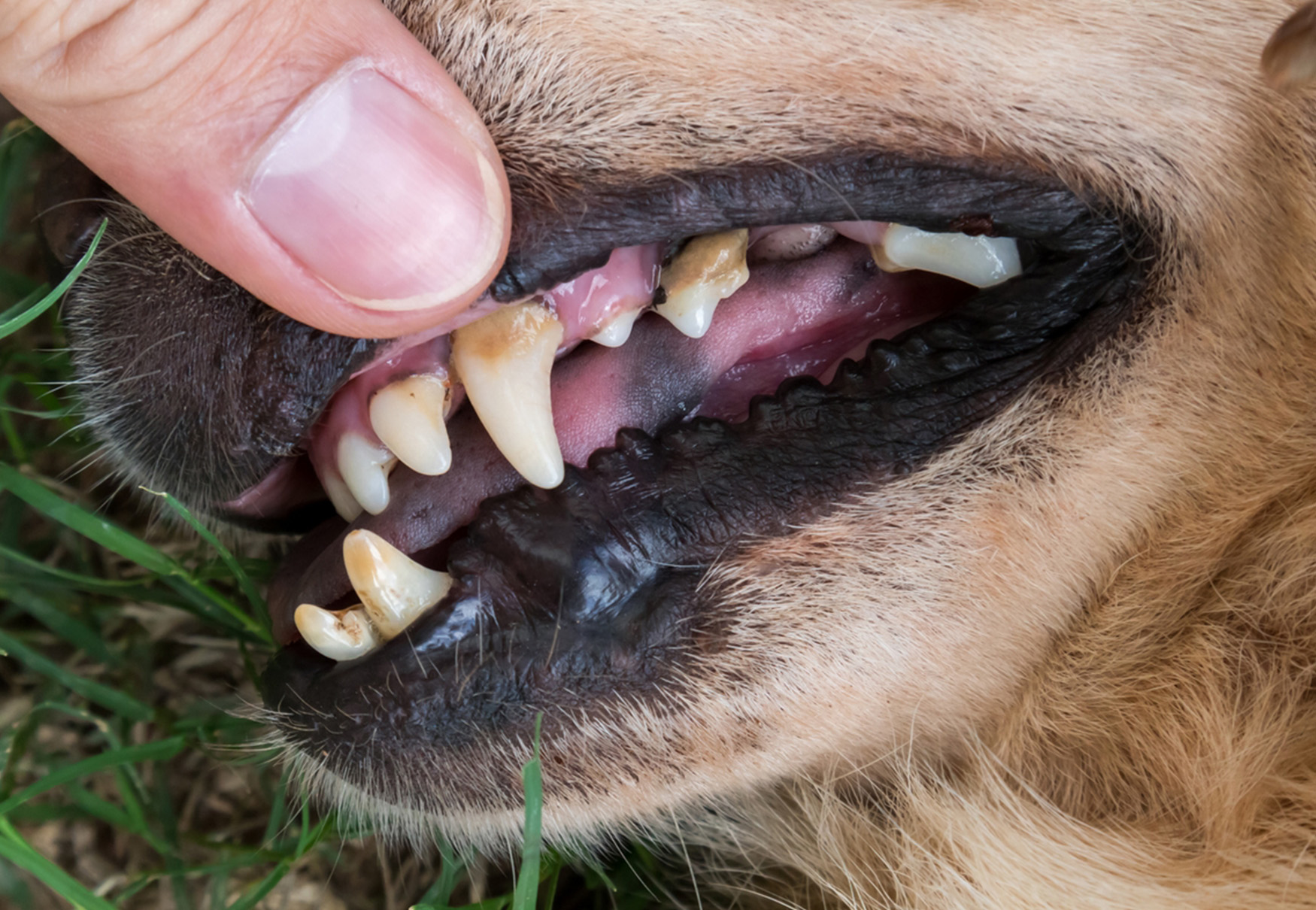 cane con problemi alle gengive