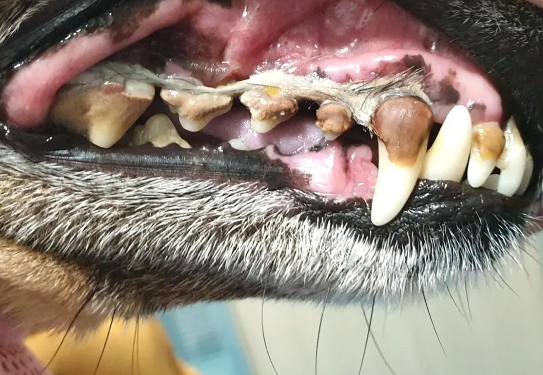 cane con problemi a denti e gengive