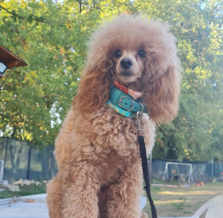 cagnolina pelo folto sulla testa