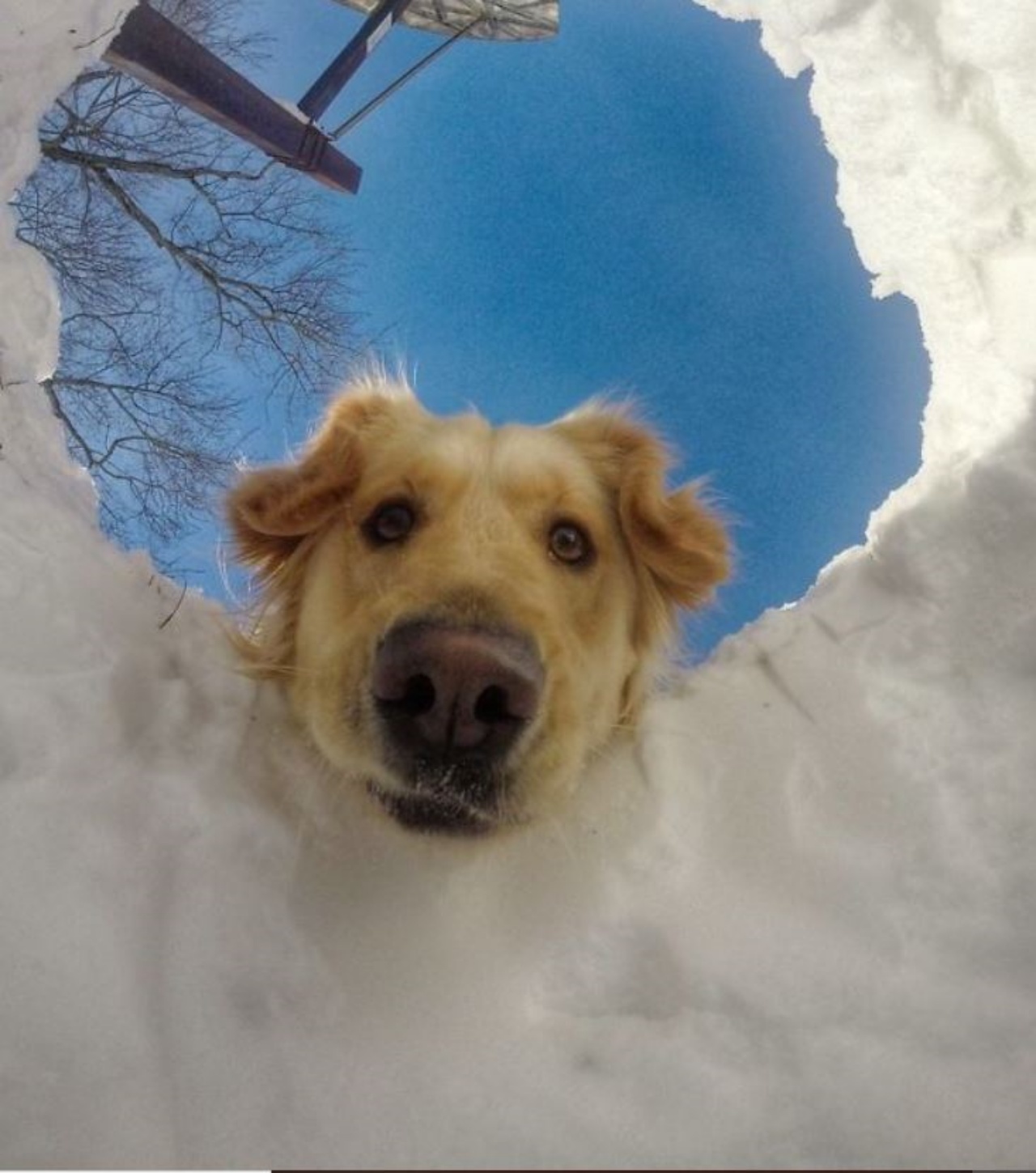 Un Golden Retriever osserva una buca