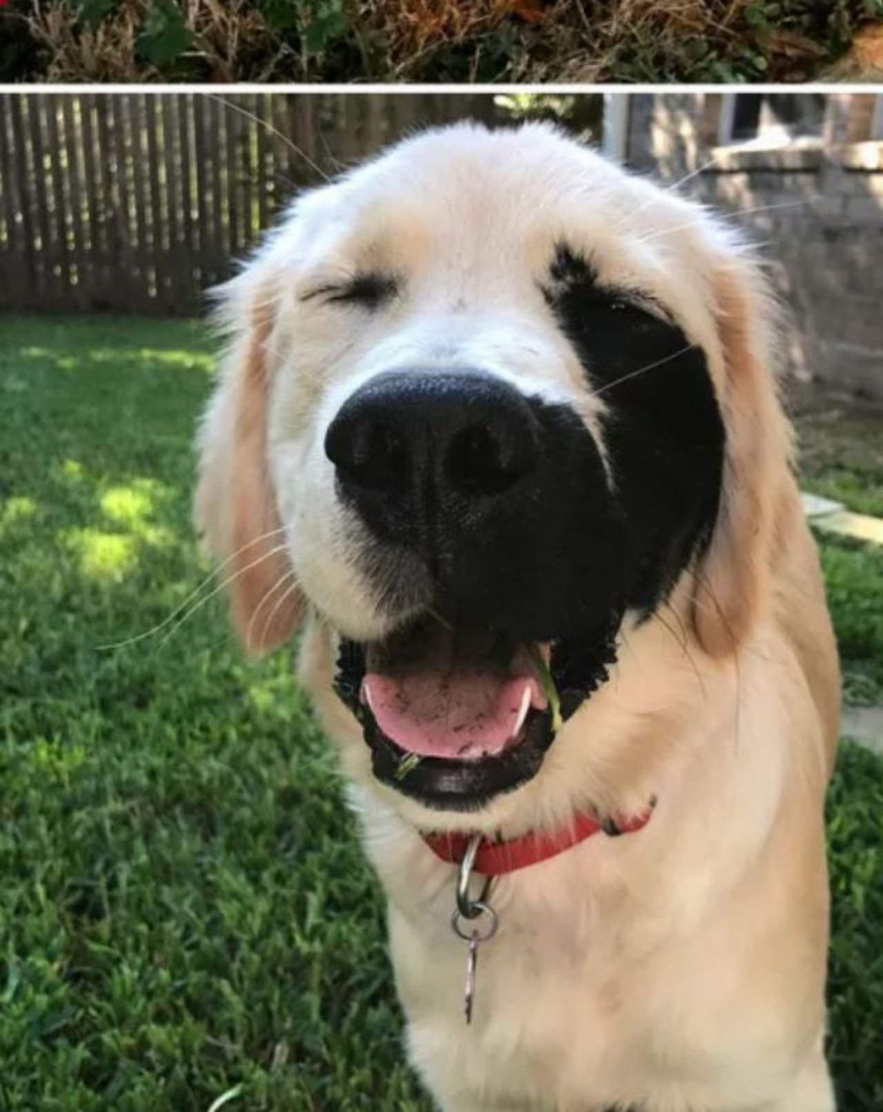 Un cane con una macchia sul musetto