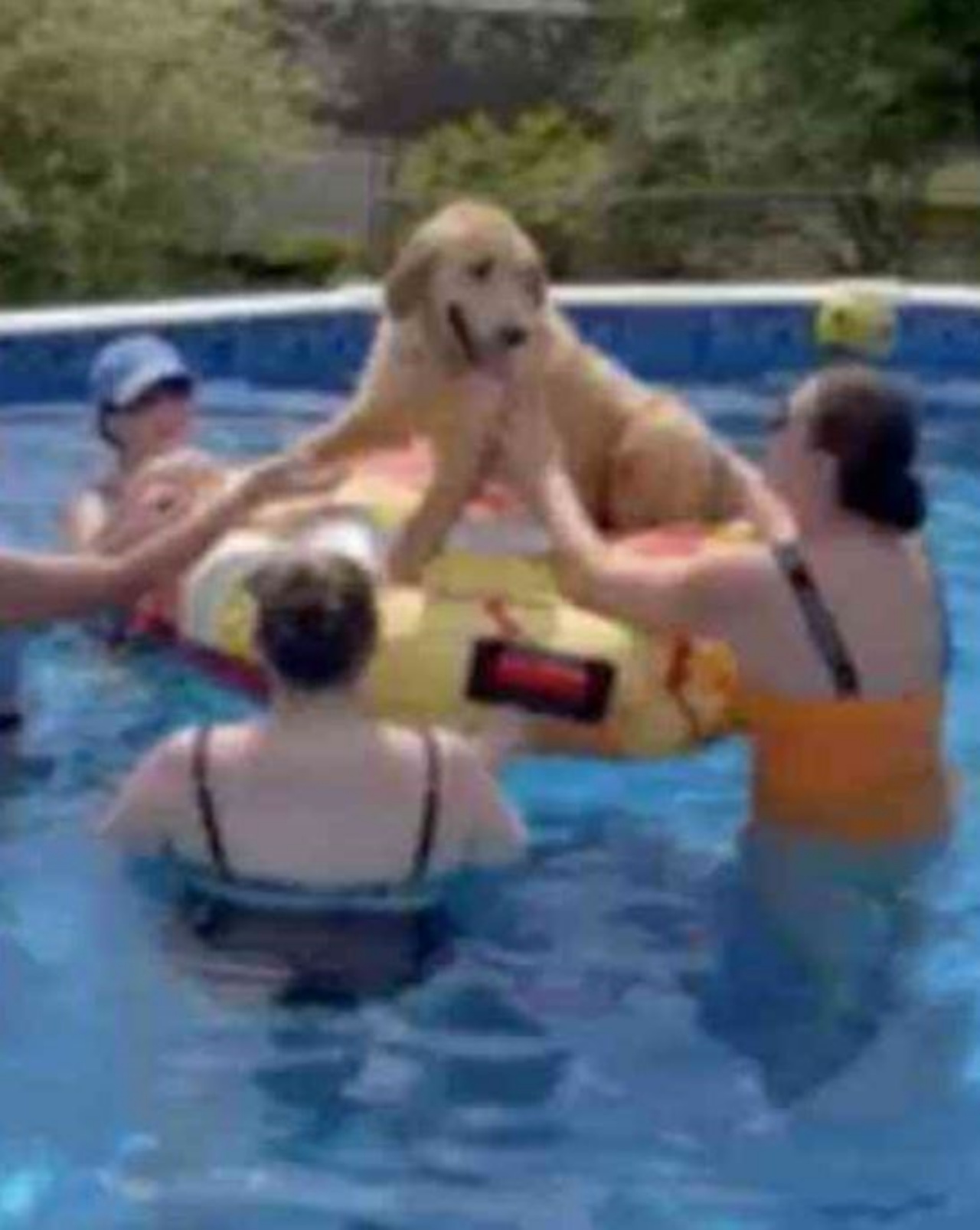 Un Golden Retriever in piscina