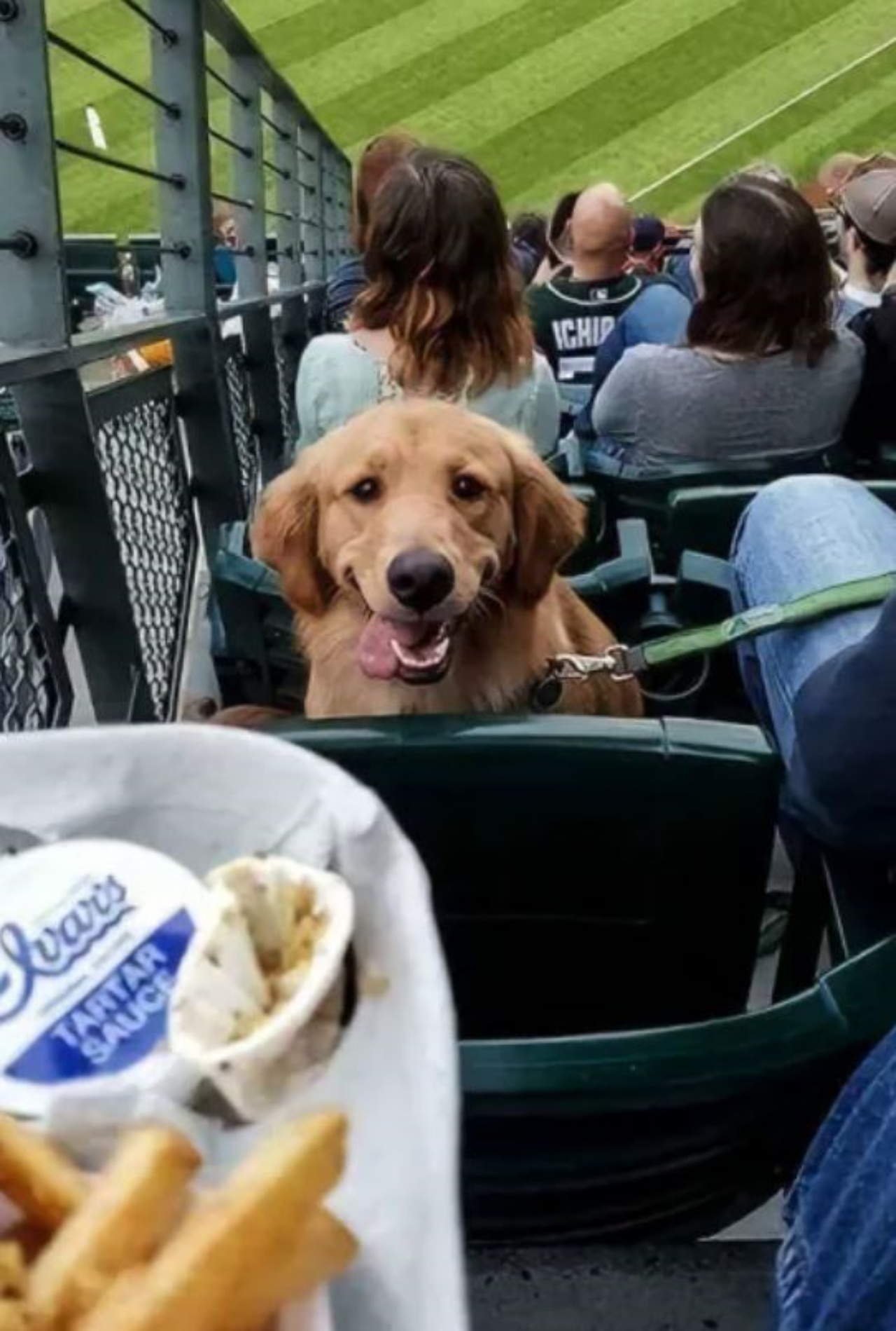 un cane affamato allo stadio