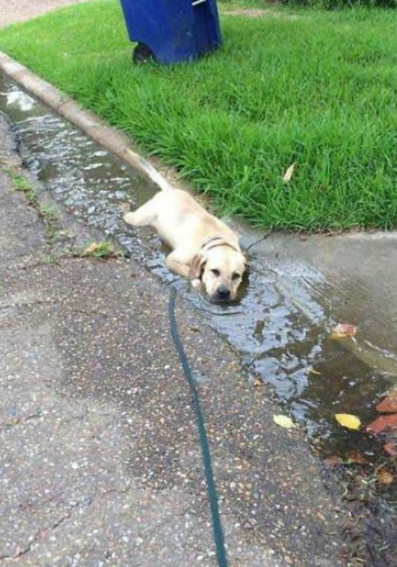 Un Retriever in una pozza piena d'acqua