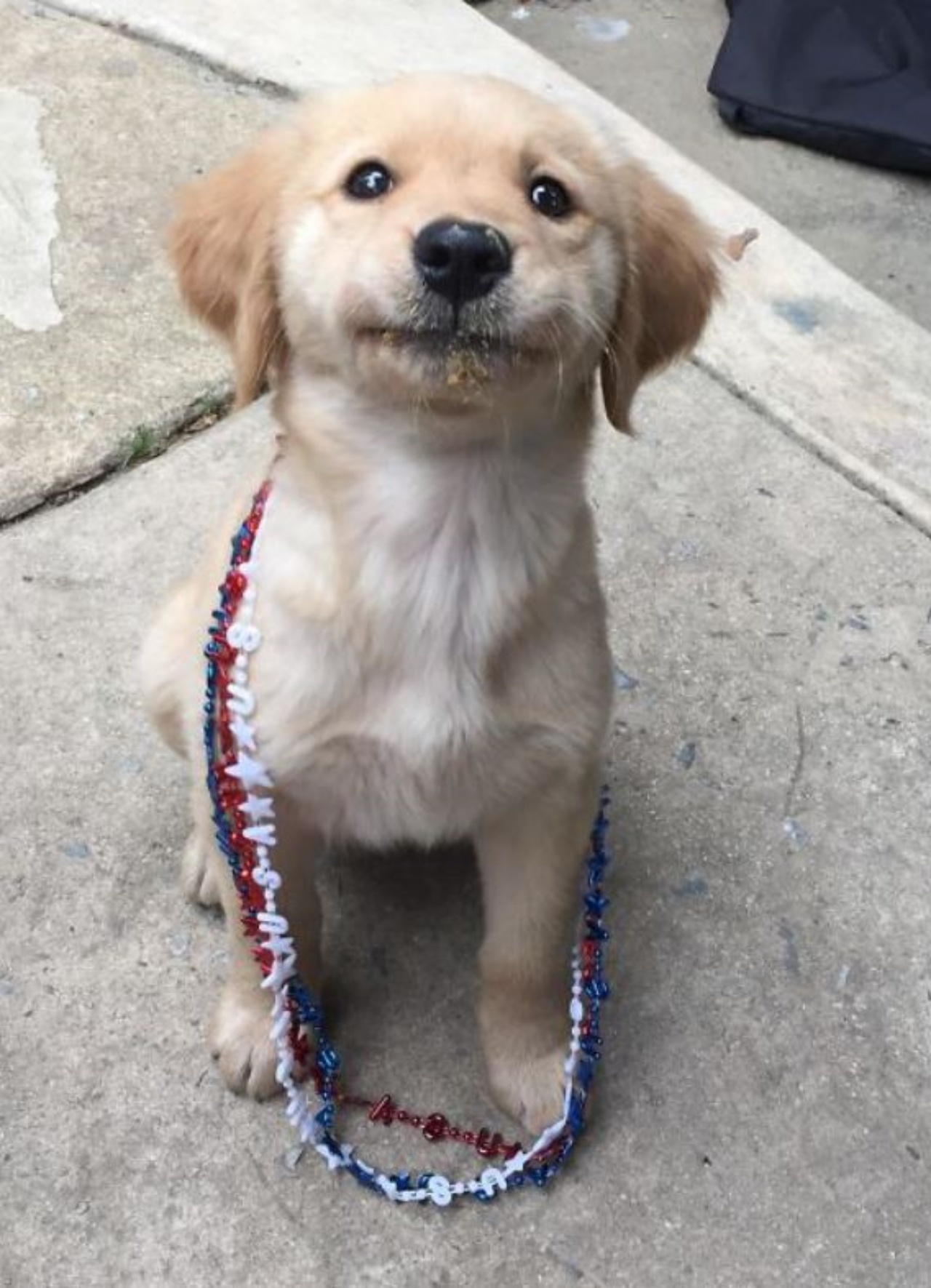 Un cagnolino con delle collane