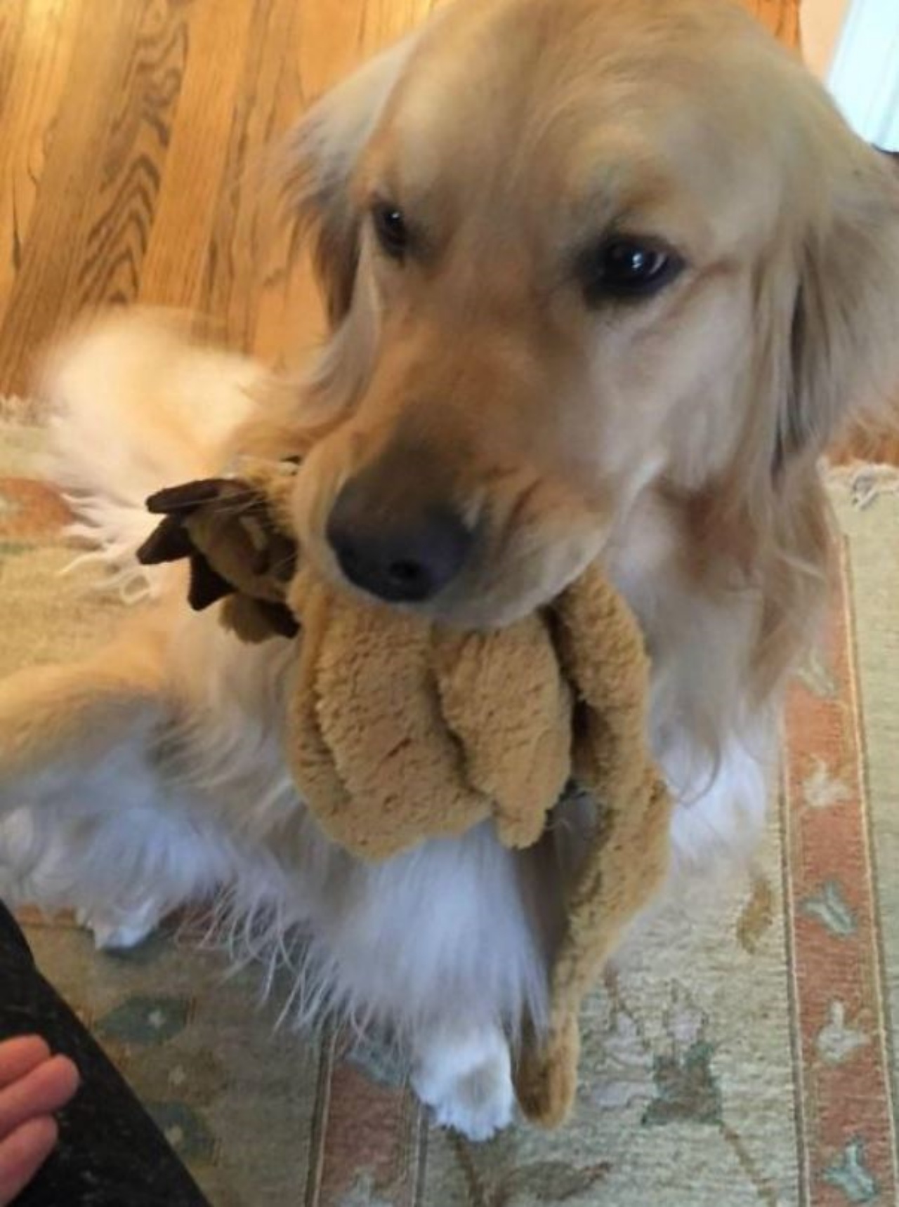 Un cane con un pupazzo