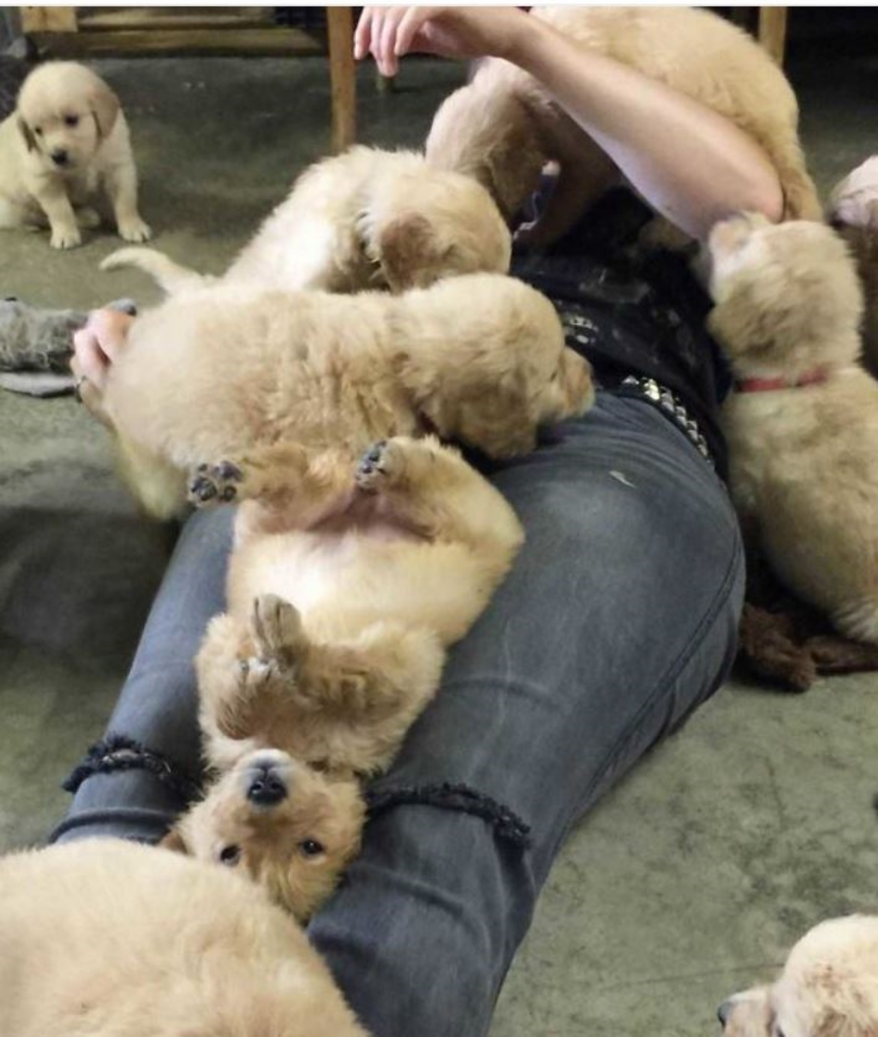 Cuccioli di cane con una donna