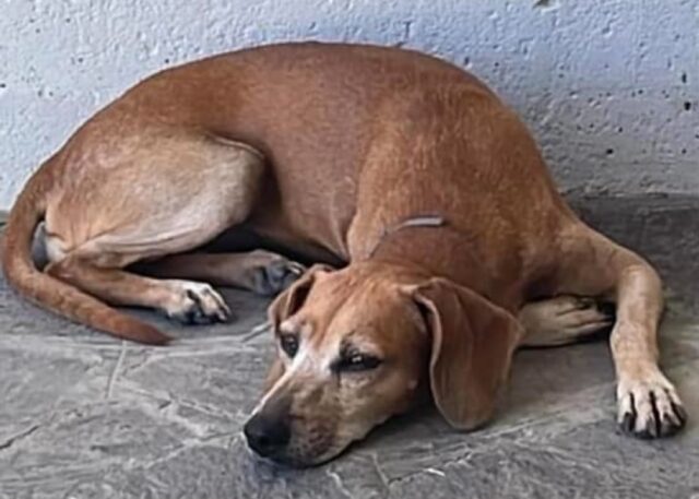 Gualtieri, l’obiettivo è rintracciare la povera Laika, ci sono delle segnalazioni sulla cagnolina smarrita