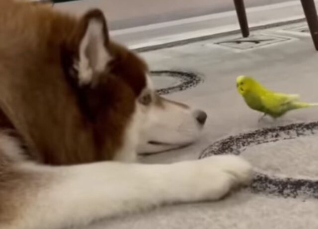 L’Husky e il pappagallo si cimentano in una sessione di giochi: sono davvero irresistibili (VIDEO)