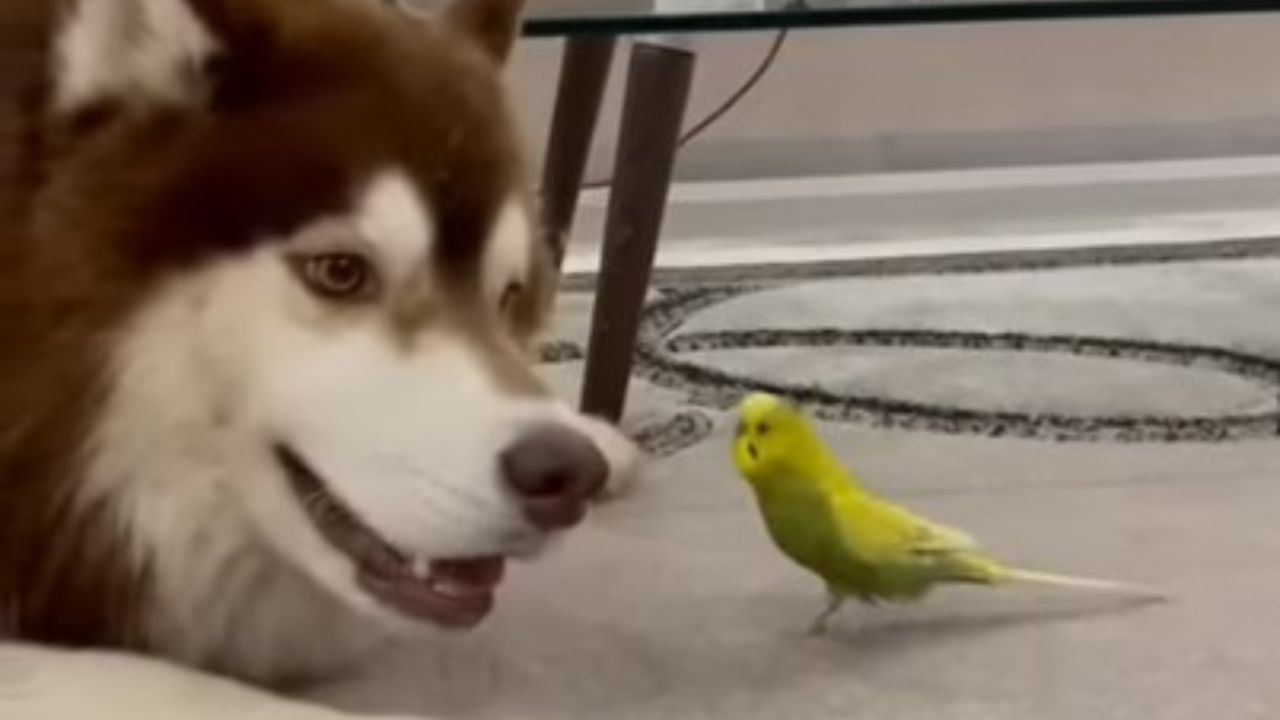 husky e uccellino