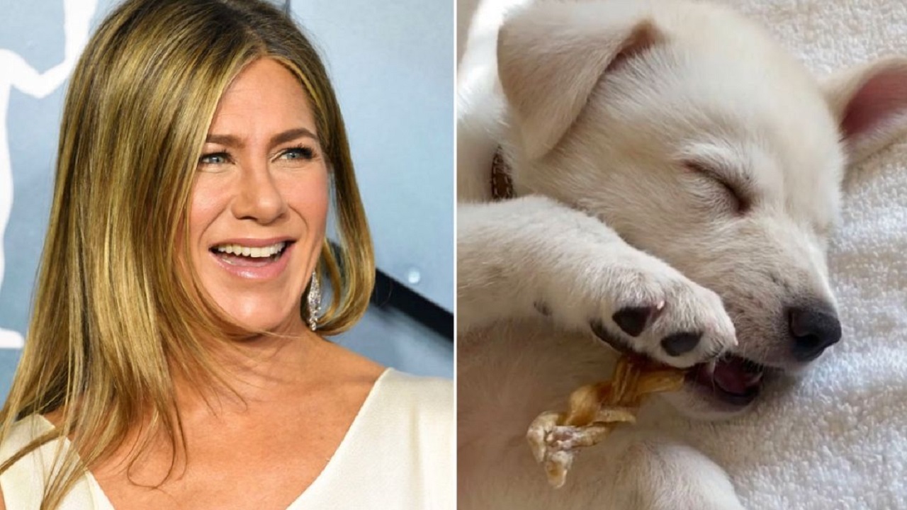 Jennifer Aniston e i cani