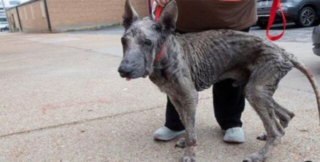 La storia di dolore e miseria di questo cane sembrava scritta sulla sua pelle
