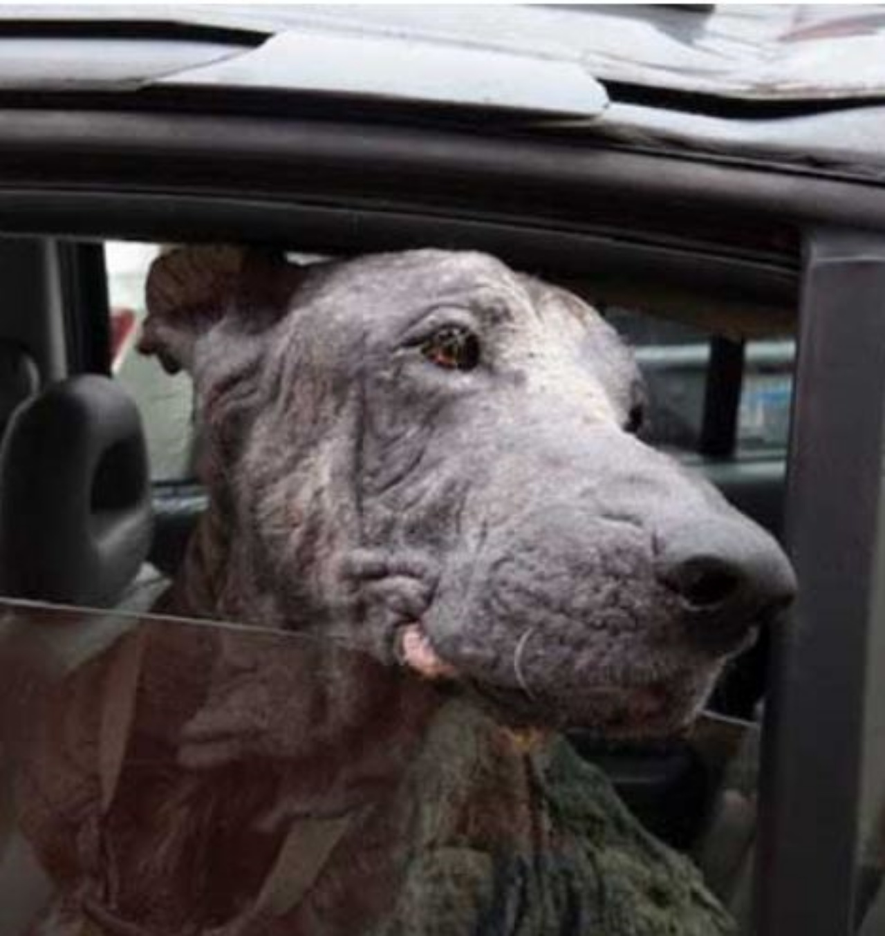 Kanga che sporge la testa dal finestrino di un'auto