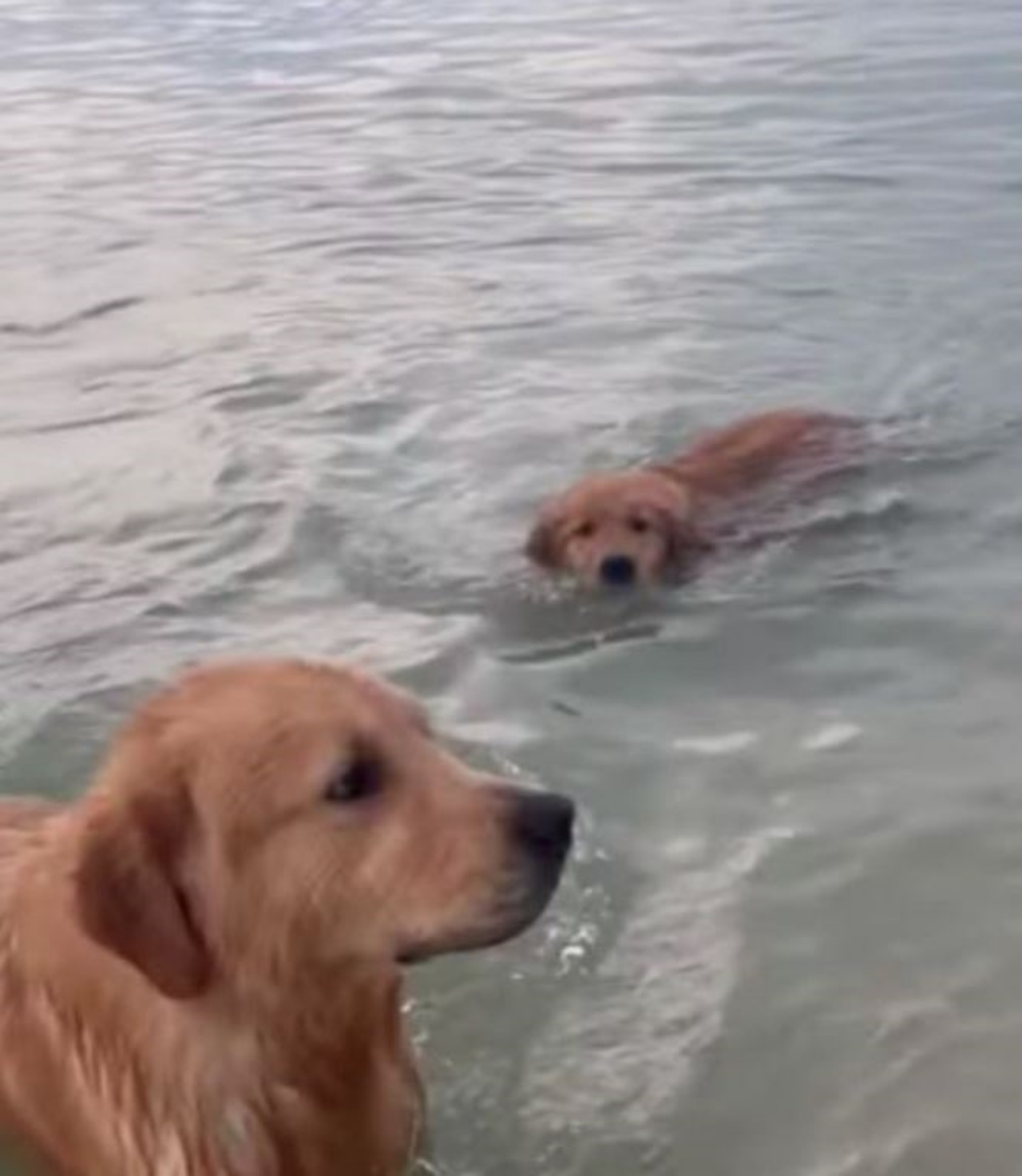 Due cani giocano in acqua