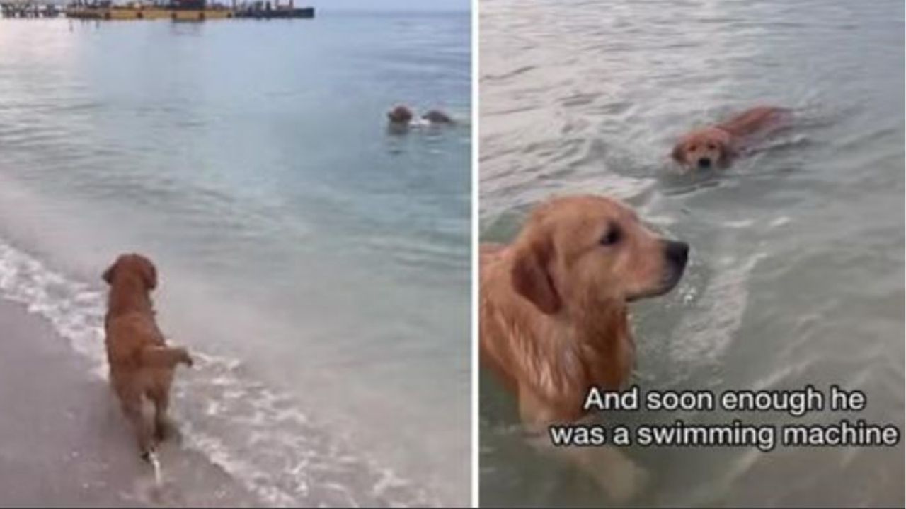 Due Golden Retriever in spiaggia