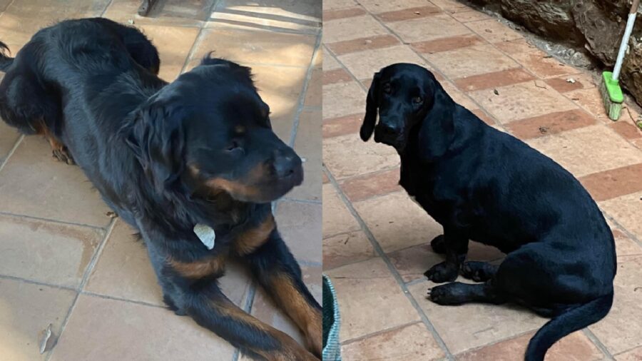 cagnoline femmine colori scuri