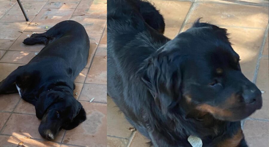 cagnoline pelo nero prevalenza