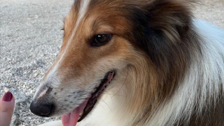 cagnolino pelo tricolore